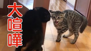 【保護猫】姉妹の子猫が大喧嘩しました