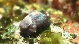 フウセンウオ　2012_04_14　積丹・幌武意