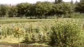 питомник 2004 г.