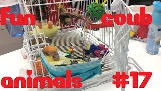FUN coub animals #17 / видеоприколы / coub 2019 / животные / смешные животные / приколы 2019 / cube
