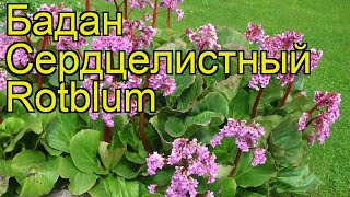 Бадан сердцелистный Ротблум. Краткий обзор, описание характеристик bergenia cordifolia Rotblum