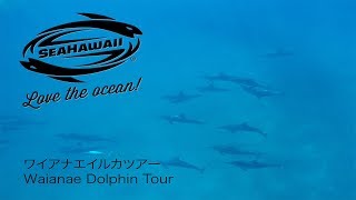 シーハワイ ドルフィン&シュノーケリング エコマリンツアー[SeaHawaii®︎]【オアフ島・イルカツアー】