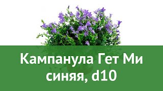 Кампанула Гет Ми синяя, d10 обзор ЦКР0117 бренд производитель
