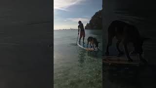 dog on SUP. FUNNY DOG. FUNNY ANIMAL