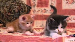 Котята-мальчики мейн кун. Питомник Divine Spirit.