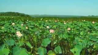 п.Пересыпь, Краснодарский край, Долина лотосов, Ахтанизовский лиман