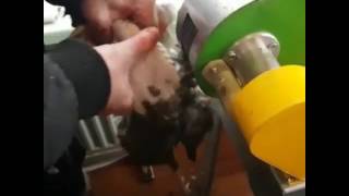 Сухой ощип птицы на перосъемной машине