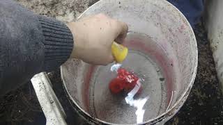 Маточный корень Маравиллы. Размножение.
