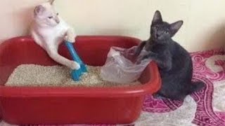 КОТЫ VS ЧИСТОТА И ПОРЯДОК | ХУЛИГАНЫ