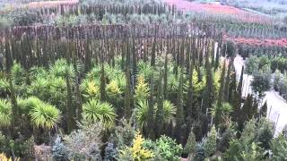 Dolfi Piante vivaio a Pistoia