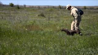 Курцхаар-  Roksana Triumphant dog (Айка).  06 05 2014