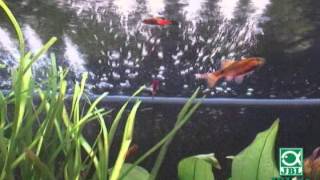 JBL Aquarien Außenfilter CristalProfi e401-e1901