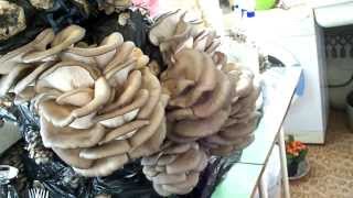 Вешенка на вате - Pleurotus (Oyster mushroom) homegrown on cotton