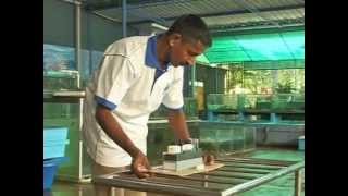 Aquatic Nurseries - From the Deep Blue Waters of Sri Lanka