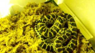 Yellow Anaconda cage