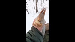 Снова ловлю Толстую / I catch the Tolstaya again