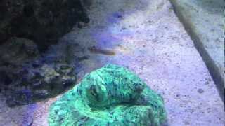 Rainford Goby aka Court Jester Goby (Amblygobius rainfordi)