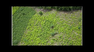 Aumento de los cultivos de coca tensa las relaciones de Colombia con EE. UU.