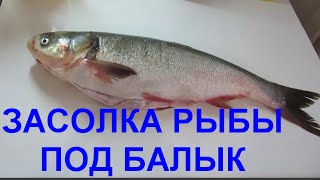 ЗАСОЛКА РЫБЫ ПОД БАЛЫК .КАК ПРИГОТОВИТЬ БАЛЫК ИЗ РЫБЫ