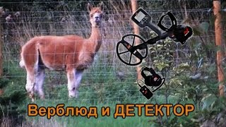 53.Поиск золота ВЛИЯНИЕ  МИНОИСКАТЕЛЯ на ЖИВОТНЫХ верблюды ОБОСРАЛИСЬ и это ФАКТ xp deus VS ctx 3030