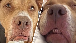 Gracie was tied to fence and dumped. Now see her amazing transformation.