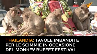 Thailandia: tavole imbandite per le scimmie in occasione del Monkey Buffet Festival
