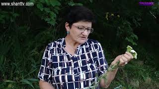 Առավոտը Շանթում - Դեղաբույսեր