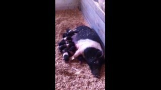 parto in diretta della cinta senese pura 2...