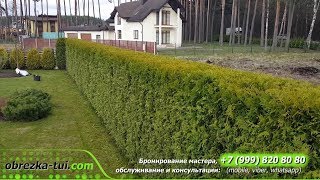 Обрезка туй. тел. +7-999-820-80-80 Стрижка формирование живой изгороди в Москве и Московской обл.