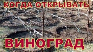 Виноград Когда открывать кусты
