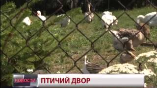 Птичий двор