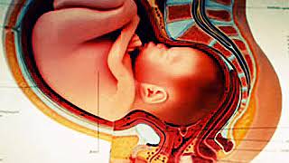 Sai come è fatta una vagina? Un video TREMENDO per gli evoluzionisti!