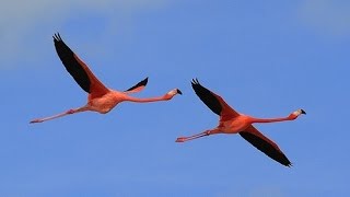 Заповедник Селестун: что, как и когда смотреть! Celestun, Yucatán, Mexico