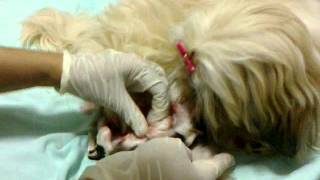 Parto da Shi tzu Mel Marçal parte 1