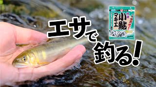#【はじめてのさかな釣り】『小鮎のエサ釣り編』