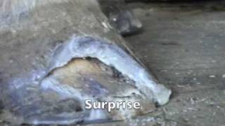 Hoof White Line Disease, Secret Invasion and Recovery