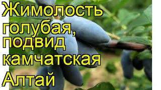 Жимолость голубая, подвид камчатская Алтай. Краткий обзор lonicera caerulea var.kamtschatica Altaj