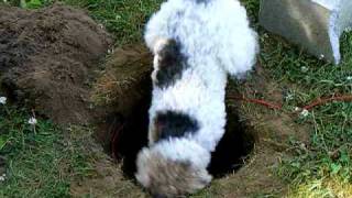 Delilah the Wire Fox Terrier digs a hole