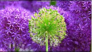 Five Winds Asset Management. ВНИМАНИЕ!!! ОСОБО ВАЖНО!