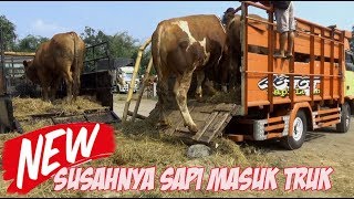 Tenaga Ekstra - Susahnya Sapi Naik Truk
