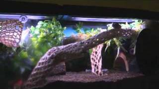 Crabitat Update