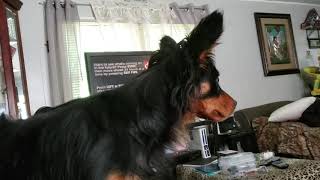 Dog Tells  Mini Pig To Stop Whining