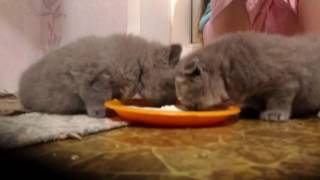 Ксюша с котятами учимся есть манную кашу кошка и котята