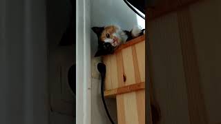 киска малышка такая милашка. трехцветная редкий зверек кошка Мура девочка. отдыхает