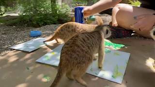 Home Safari - Meerkat Painting - Cincinnati Zoo