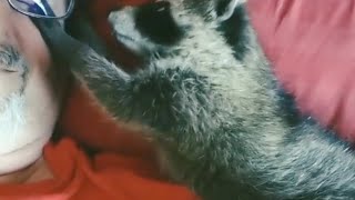Kind man raises baby raccoon after its mother dies