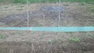 Обзор самодельной сетки под огурцы