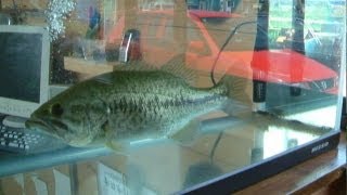 ブラックバスがザリガニを捕食