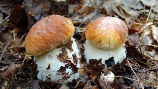 22/28.05.16 - подберёзовики, подосиновики и белые грибы
