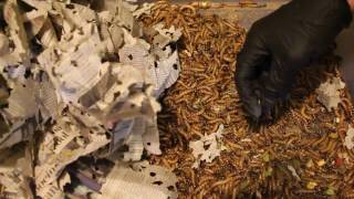 SUPER WORM FEEDING SETUP FEBRUARY 2017